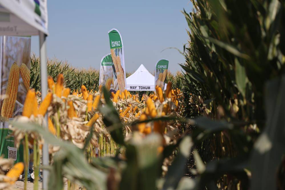 Konya’da son dönemde üretimi eleştiriliyordu! Yeni hibrit çeşitleri tanıtıldı 1